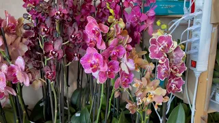 🌸 ПРОДАЖА ОРХИДЕЙ 26.07.22 Редкие Эксклюзивные сорта. БАБОЧКИ, МУТАНТЫ обзор орхидей. Купить орхидею
