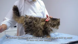 De juiste handeling voor het trimmen van een kat