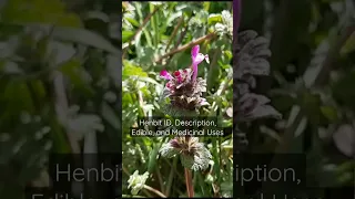 Henbit Identification, Edible, and Medicinal Uses #foraging #mint #wildedibles #medicinal