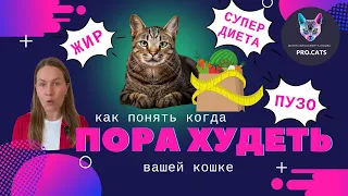 НОРМАЛЬНЫЙ ВЕС КОШКИ | Как понять что кот толстый | Пузо, примордиальный мешок, курдюк