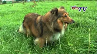 Shetland Sheepdog: Informationen zur Rasse