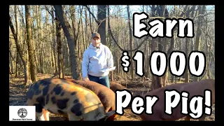 Make Money With Pastured Pigs - Earn Over $1000 in 6 Months