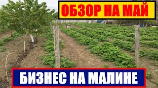 БИЗНЕС НА МАЛИНЕ || КАКОЙ СОРТ МАЛИНЫ ЛУЧШЕ ПОСАДИТЬ || самых урожайных сорт малины #малина