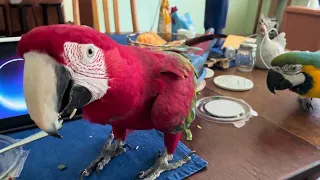 Macaws stealing my lunch!