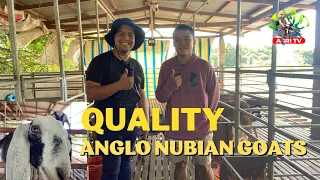 ANGLO NUBIAN GOATS SA MALASIQUI PANGASINAN