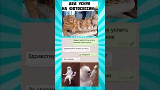 Мемасики про котиков часть 33 #meme #funny #shorts
