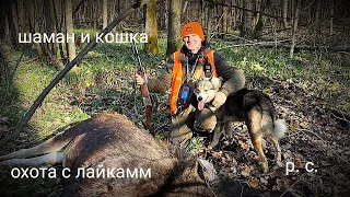 охота на лося с лайками