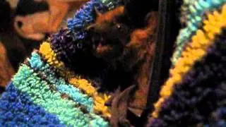 bat in house - terrible problems летучая мышь