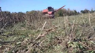 Нива СК-5 уборка подсолнуха на огородах