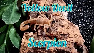 Yellow Devil Scorpion