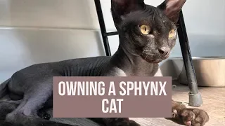 WHAT IT'S LIKE TO OWN A SPHYNX CAT