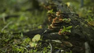 Ancient Woodland Restoration Training Video – Little Doward