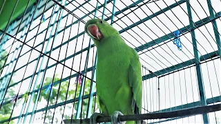 Parrot Screaming Sounds | Natural Parrot Sounds | Parrot Calling Sounds ||