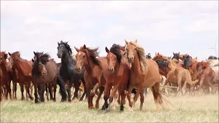 L'histoire de la domestication du Cheval.