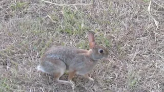 Cottontails in the yard