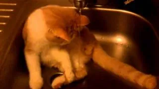 кот в раковине моется)