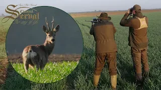 Roebock hunting in Vojvodina, Backa Palanka 2019. - Rehbockjagd in Vojvodina