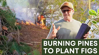 Burning Down Pine Trees for Fig Trees