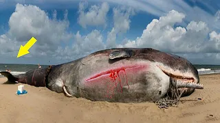Самка кита выбросилась на берег, когда вспороли её брюхо - ВСЕ ОБОМЛЕЛИ
