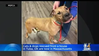 Dozens Of Dogs And Cats Rescued From Hoarding Case Up For Adoption In Massachusetts
