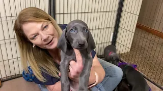 Izzy's Weimaraner Puppies Week 5