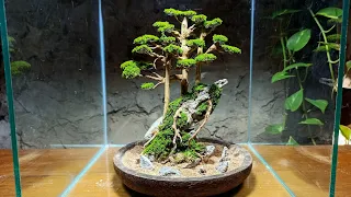 Make a bonsai moss terrarium on a stone