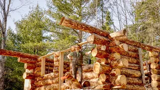 8 Feet High | Building an Off Grid Log Cabin Alone in the Wilderness, Ep 14