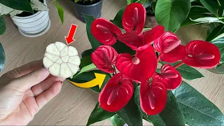 Very few people know how to make Anthurium bloom immediately | Natural Fertilizer
