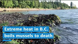 Extreme heat cooks mussels to death in B.C.