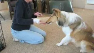 How to Teach a Dog the 'high five' Trick