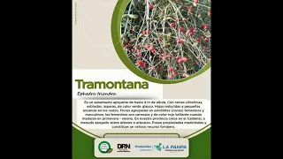 Tramontana