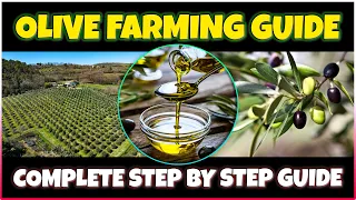 Olive Farming and Olive Oil Production | Comprehensive Olive Cultivation Guide