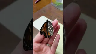 She Saved This Butterfly With A Feather | The Dodo