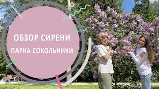 Обзор сиреневого сада парка Сокольники