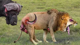 Shocking Moments When Painful Lions Are Attacked And Tortured By Africa's Deadliest PreysWildlife