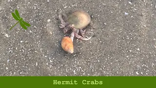 Long Wristed Hermit Crab