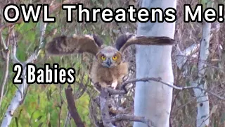 Baby Great Horn Owls Learning to Fly and Mom saves Chicks from Coyotes as they just leave the Nest