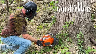 A day in the woods with Husqvarna 592xp :part1