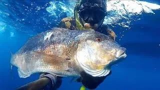 Pesca Sub - DENTICE 10.300 KG - Spearfishing - GIANT DENTEX -