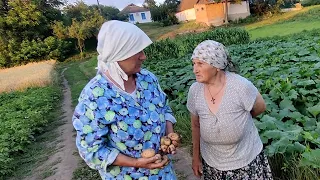 Баба Маня и баба Оля  Проверяем картошку 🌻🌻🌻" Пьяница" Сорт картошки