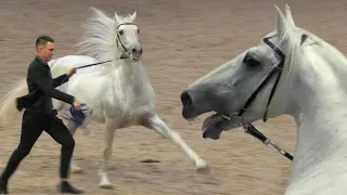 ОРЛОВСКИЙ РЫСАК самая знаменитая РУССКАЯ порода! Ринг Рысаки России Выставка лошадей #ИППОсфера 2019