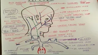 External and Internal Jugular Vein (Only One Page) | TCML