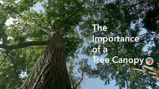 The Importance of a Tree Canopy
