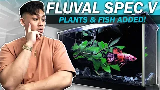 *RARE* Colored Betta Added! | Aquascaping the Fluval Spec V Nano Fish Tank | Nemo Copper Plakat