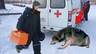 Волчица умоляла медсестру пойти с ней, девушка не ожидала увидеть такое!