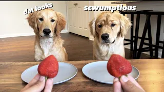 MY DOGS TRY NEW FOODS!!!