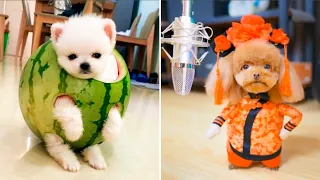 Cute Pomeranian Puppies Doing Funny Things #5 | Cute and Funny Dogs 2024