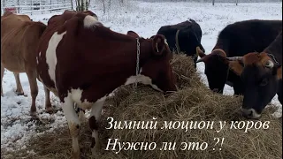 Зимний моцион у наших коров