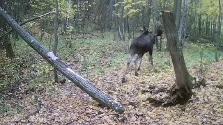 Солонец ч.3. Гон лося.