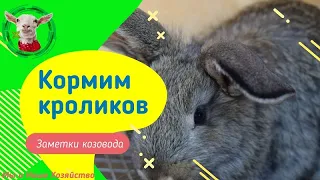 Невероятно домашние животные кролики овцы и козы